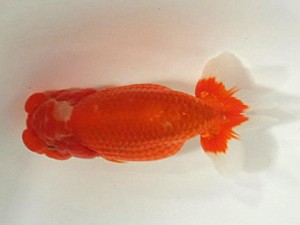 樂らんちう会　二歳会　取締二　室岡賢治　江戸川