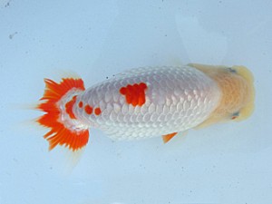 志摩紅鱗会　平成27年度春季品評大会　東大関　林　万貴