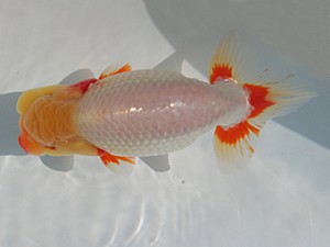 志摩紅鱗会　平成27年度春季品評大会　西大関　大田恒男