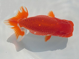 志摩紅鱗会　平成27年度春季品評大会　立行司　小河　孝