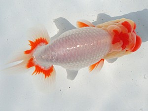 志摩紅鱗会　平成27年度春季品評大会　取締一　宮脇　洋