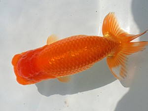 志摩紅鱗会　平成27年度春季品評大会　取締二　田邊健一 title=