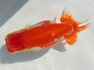 志摩紅鱗会　平成27年度春季品評大会　東大関　林　万貴