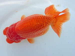 志摩紅鱗会　平成27年度春季品評大会　西大関　宮脇　洋