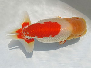 志摩紅鱗会　平成27年度春季品評大会　立行司　林　万貴