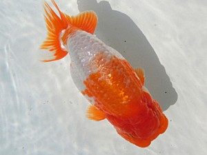 志摩紅鱗会　平成27年度春季品評大会　取締一　小河　孝