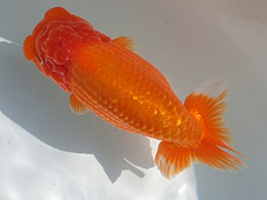 志摩紅鱗会　平成27年度春季品評大会　取締二　小河　孝 title=