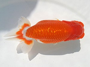 湘南らんちゅう会　二歳会　東大関　安田英一 