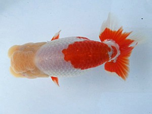 湘南らんちゅう会　二歳会　西大関　野澤淑雄