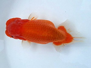 湘南らんちゅう会　二歳会　立行司　岩本公文