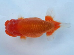 湘南らんちゅう会　二歳会　取締二　岩本公文