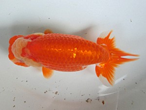 津島愛錦クラブ　二歳会　東大関　あま市　近藤憲正