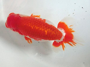 津島愛錦クラブ　二歳会　西大関　清須市　山田芳人