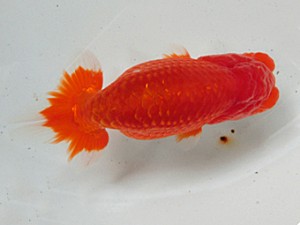 津島愛錦クラブ　二歳会　立行司　名古屋市　伊藤高宏