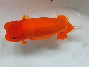 津島愛錦クラブ　二歳会　東取締　海津市　鈴木友来