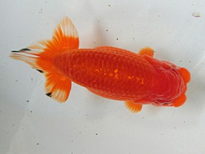 津島愛錦クラブ　二歳会　西取締　津島市　伊藤勝敏 title=