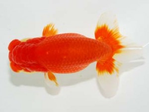 横浜観魚会 勧進元一　河瀬　登