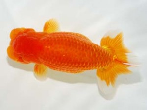 横浜観魚会 勧進元二　鳴海　満