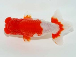 横浜観魚会 行司一　安田正伯