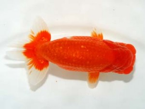 横浜観魚会 行司二　大久保義彰