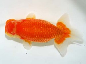 横浜観魚会 脇行司一　鳴海　満