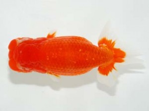 横浜観魚会　二歳会　西大関　秋元和男