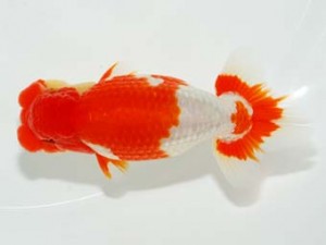 横浜観魚会　二歳会　立行司　小山徹志