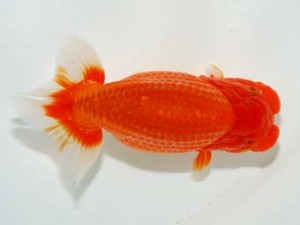 横浜観魚会　二歳会　取締二　橋本　満