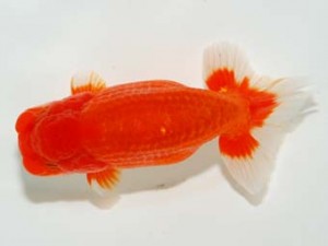 横浜観魚会 東関脇　瀬野正樹