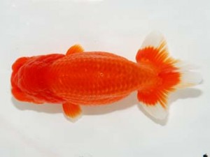 横浜観魚会 西関脇　瀬野正樹