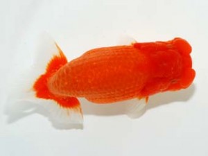 横浜観魚会 東小結　大久保義彰