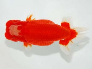 横浜観魚会 西小結　井上　隆