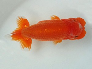 知多昇蘭会　明け二歳会　東大関　田中　宏　武豊町