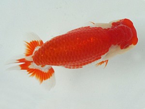 知多昇蘭会　明け二歳会　西大関　野口　弘　半田市