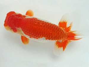 知多昇蘭会　明け二歳会　立行司　相川茂樹　南知多町