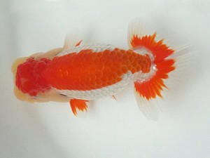 知多昇蘭会　明け二歳会　東取締　高須一三　名古屋市