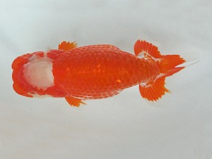 知多昇蘭会　明け二歳会　西取締　鎌田芳男　稲沢市