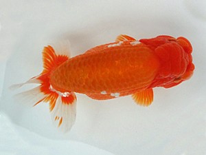 知多昇蘭会　明け二歳会　東大関　田中　宏　武豊町