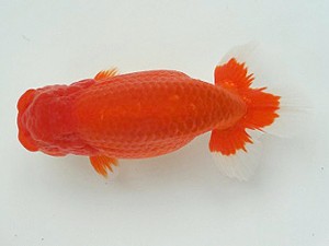 知多昇蘭会　明け二歳会　西大関　三村和一　津市