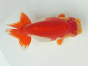 知多昇蘭会　明け二歳会　立行司　磯村則之　武豊町