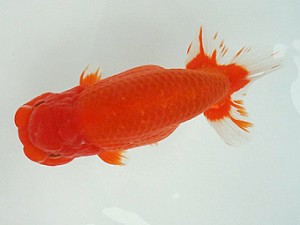 知多昇蘭会　明け二歳会　東取締　市村正直　安城市