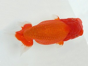 知多昇蘭会　明け二歳会　西取締　伊藤弘之　大治町