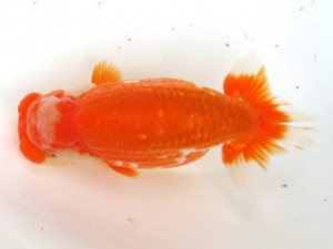 愛魚会　二歳会　一位　三宅雅也