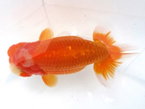 愛魚会　二歳会　二位　柴山芳昭