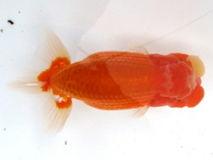 愛魚会　二歳会　三位　鳴海　満