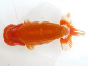 愛魚会　二歳会　四位　三宅雅也