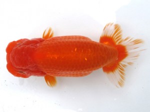 愛魚会　二歳会　五位　目黒康弘