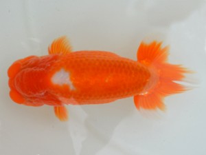 房総らんちう会　二歳会　1席　君塚一博