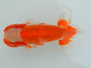 房総らんちう会　二歳会　2席　野島隆一