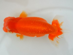 房総らんちう会　二歳会　3席　秋元和男